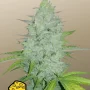 Насіння конопель Original AUTO CHEESE від Fast Buds